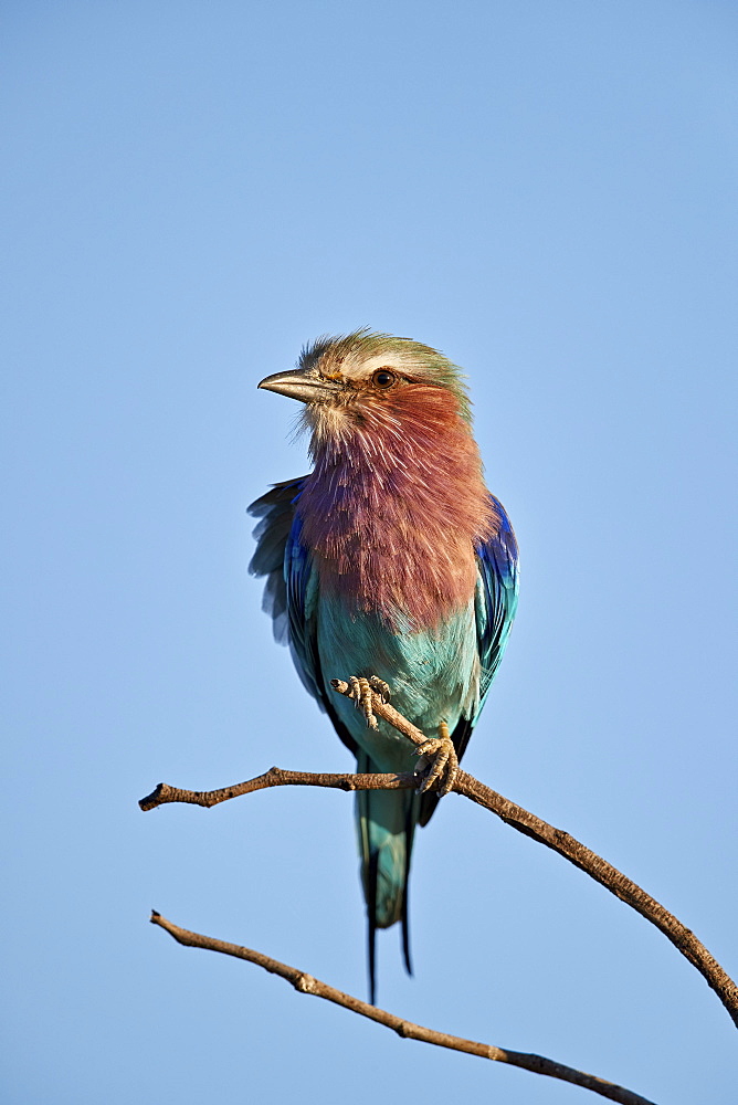 Lilac-breasted Roller (Coracias caudata), Kruger National Park, South Africa, Africa