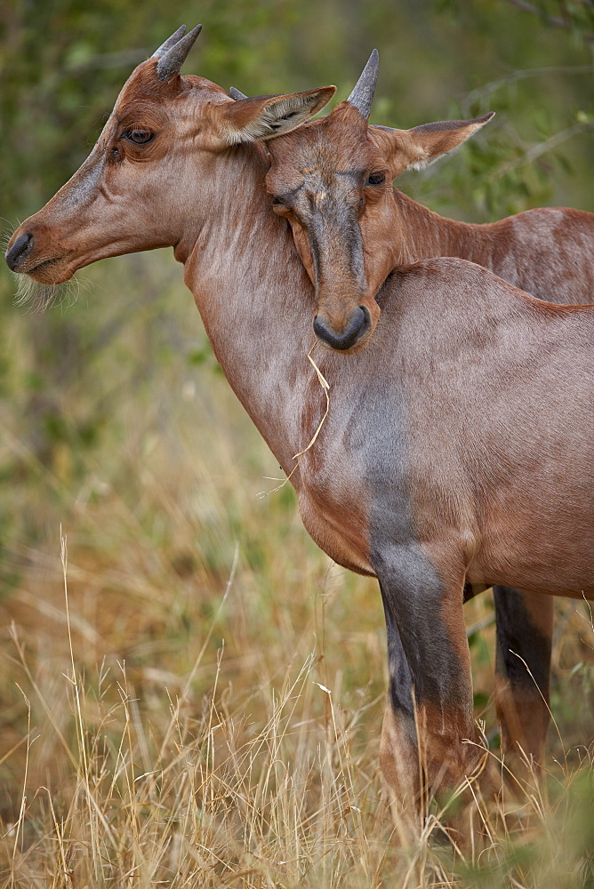 Two Topi (Tsessebe) (Damaliscus lunatus) calves playing, Kruger National Park, South Africa, Africa