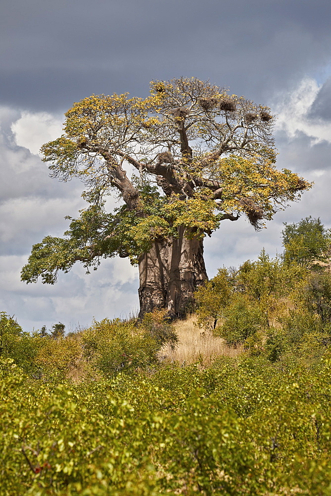 Baobab (Adansonia digitata), Kruger National Park, South Africa, Africa