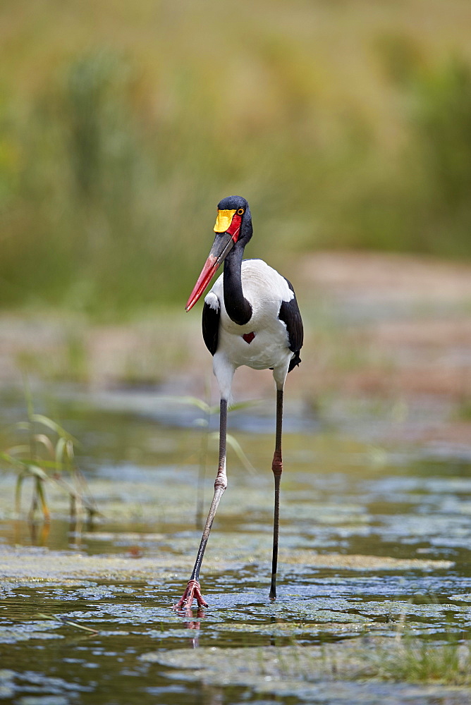 Saddle-billed Stork (Ephippiorhynchus senegalensis), female, Kruger National Park, South Africa, Africa