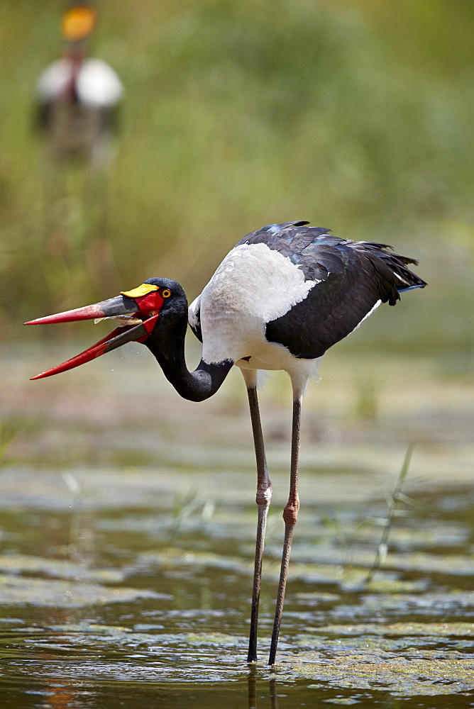 Saddle-billed Stork (Ephippiorhynchus senegalensis), female flipping a fish, Kruger National Park, South Africa, Africa