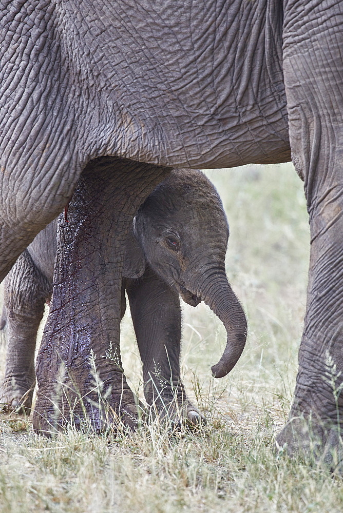 Days-old African Elephant (Loxodonta africana) calf, Kruger National Park, South Africa, Africa