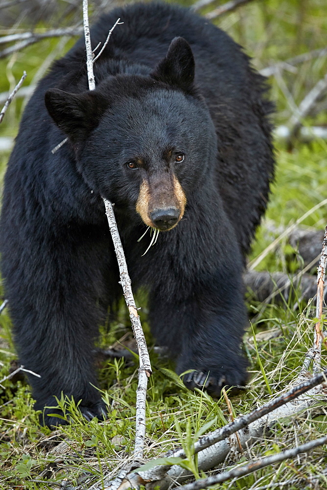 Black Bear (Ursus americanus), Yellowstone National Park, Wyoming, United States of America, North America