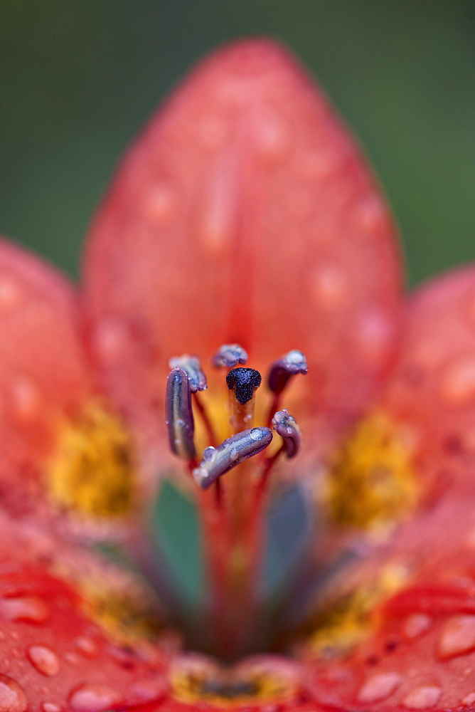 Wood Lily (Lilium philadelphicum) (Lilium umbellatum), Jasper National Park, Alberta, Canada, North America