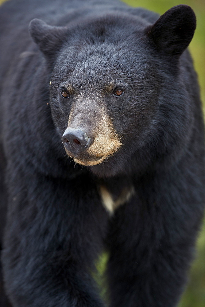 Black Bear (Ursus americanus), Jasper National Park, Alberta, Canada, North America