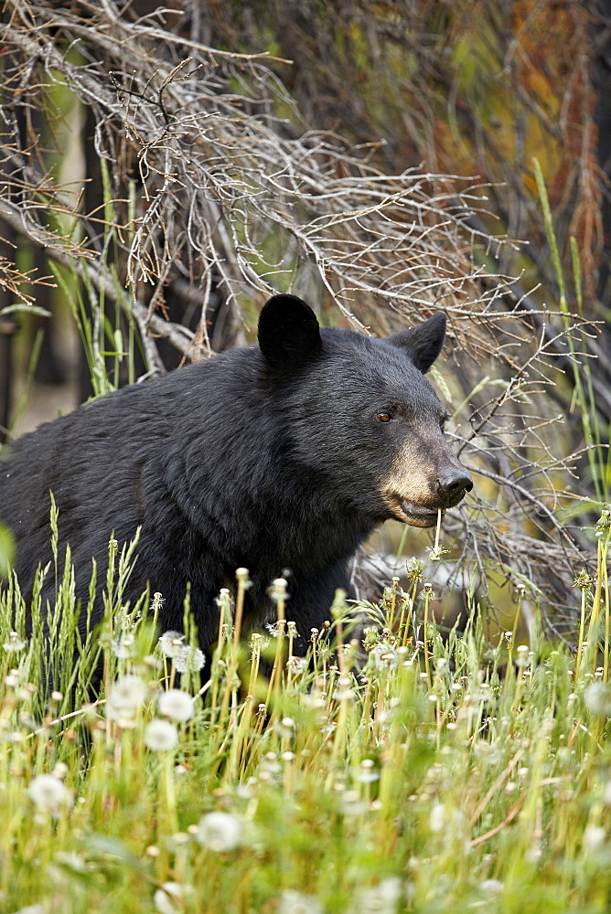 Black Bear (Ursus americanus) eating common dandelion (Taraxacum officinale), Jasper National Park, Alberta, Canada, North America