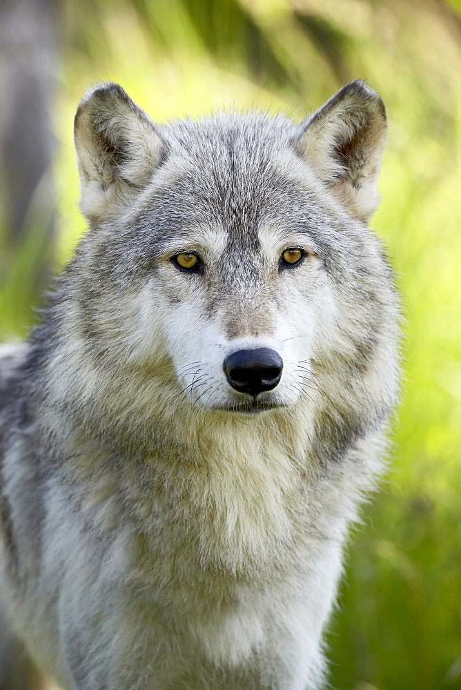 Gray wolf (Canis lupus), in captivity, Sandstone, Minnesota, United States of America, North America