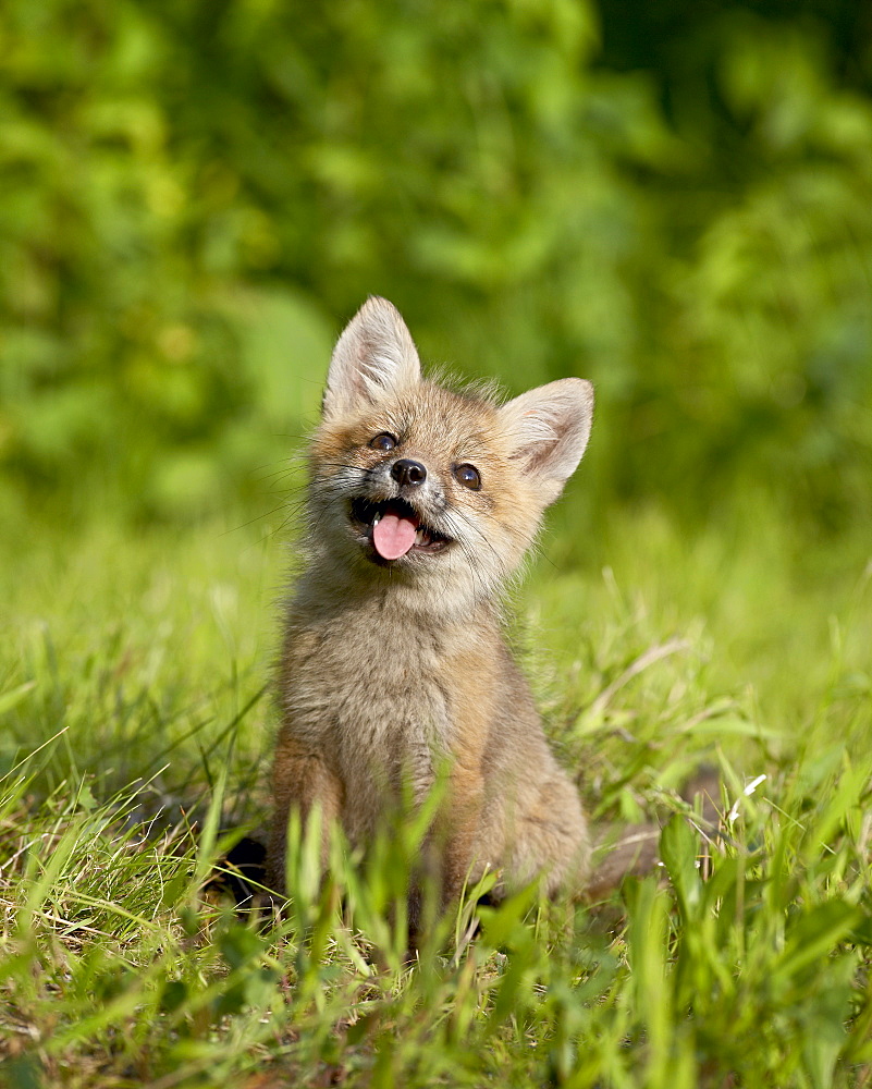 Red fox (Vulpes fulva) kit, Sandstone, Minnesota, United States of America, North America