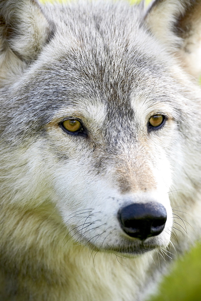 Gray wolf (Canis lupus) in captivity, Sandstone, Minnesota, United States of America, North America