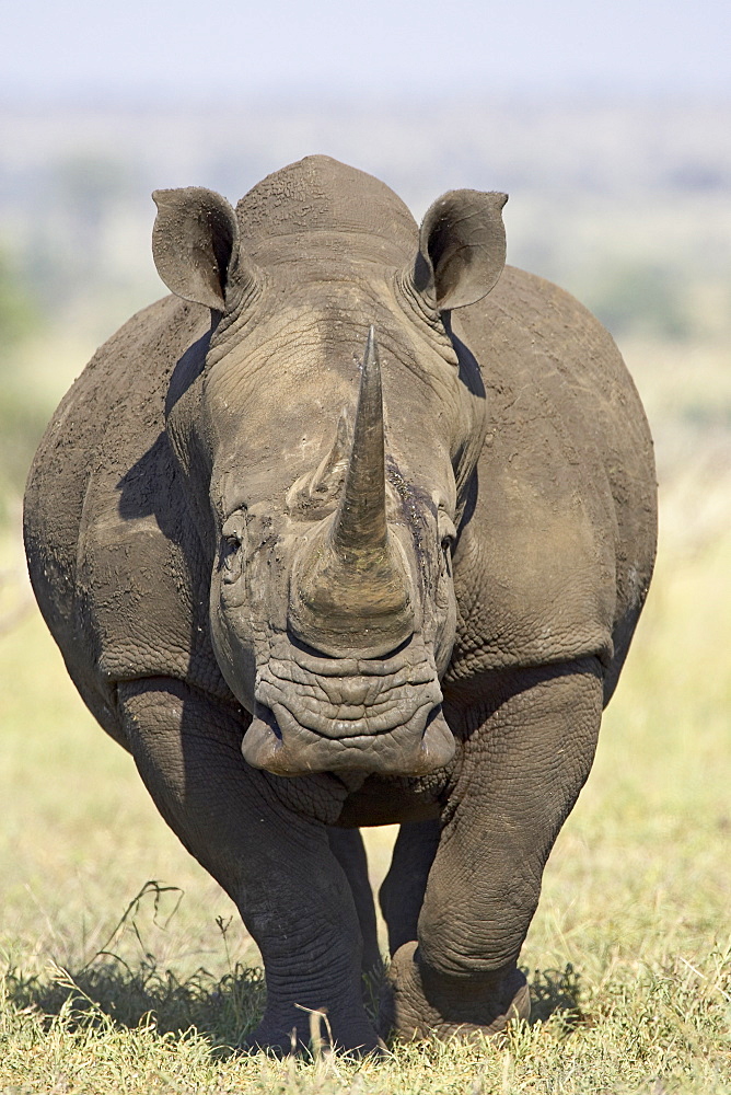 White rhinoceros (Ceratotherium simum), Kruger National Park, South Africa, Africa