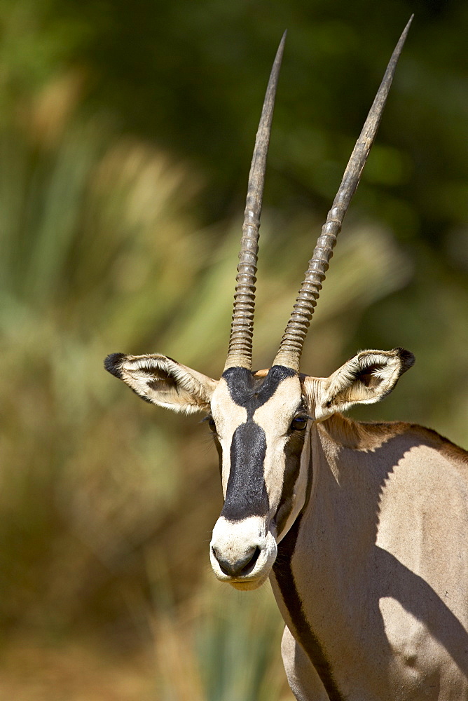 Beisa oryx (East African oryx) (Oryx beisa), Samburu National Reserve, Kenya, East Africa, Africa