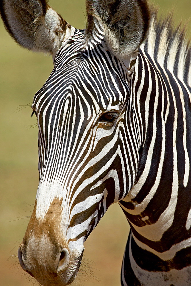 Grevy's zebra (Equus grevyi), Samburu National Reserve, Kenya, East Africa, Africa