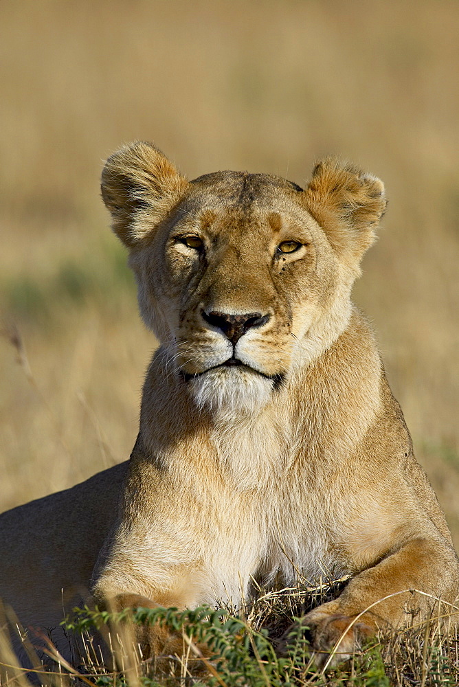 Lioness (Panthera leo), Masai Mara National Reserve, Kenya, East Africa, Africa