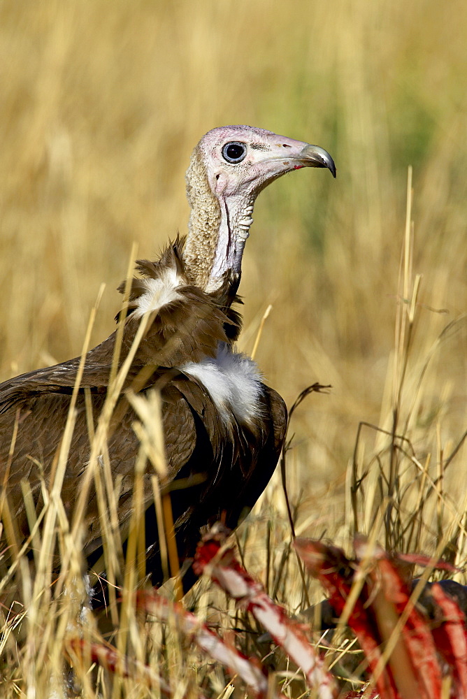 Hooded vulture (Necrosyrtes monachus) at a wildebeest carcass, Masai Mara National Reserve, Kenya, East Africa, Africa