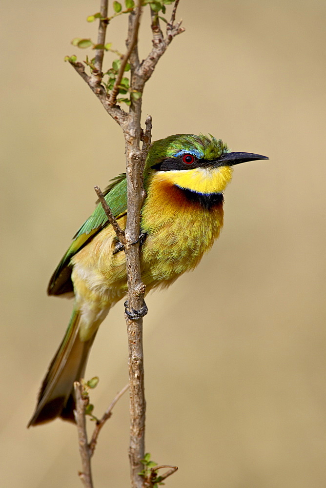 Little bee-eater (Merops pusillus), Masai Mara National Reserve, Kenya, East Africa, Africa