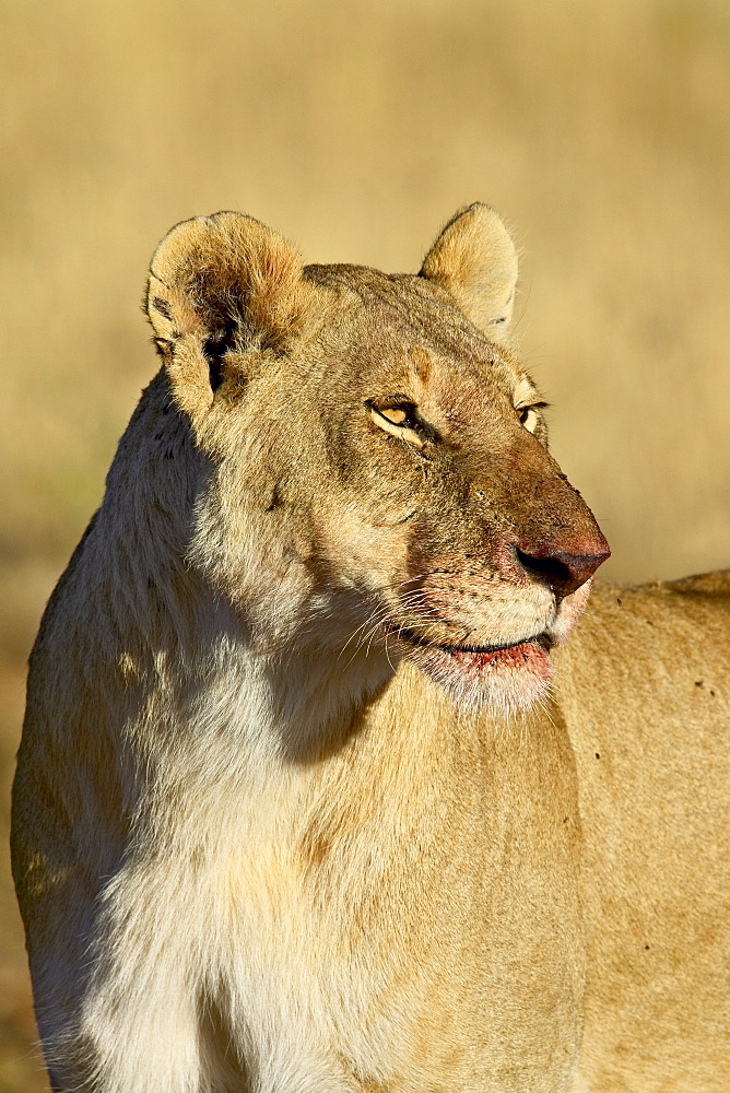 Lioness (Panthera leo) with blood-covered mouth from a wildebeest kill, Masai Mara National Reserve, Kenya, East Africa, Africa