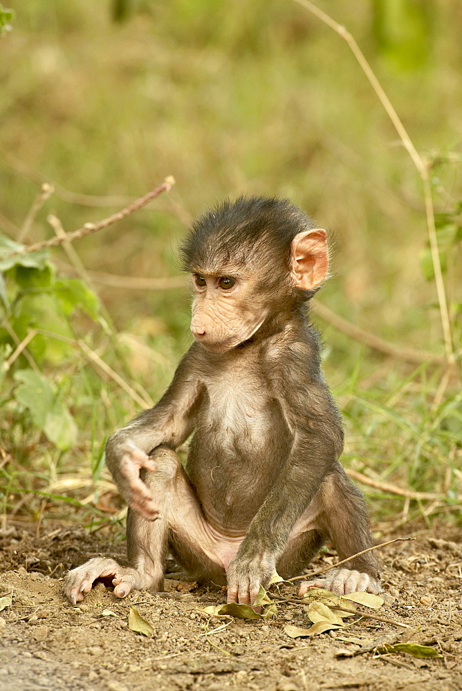 Infant olive baboon (Papio cynocephalus anubis), Lake Nakuru National Park, Kenya, East Africa, Africa