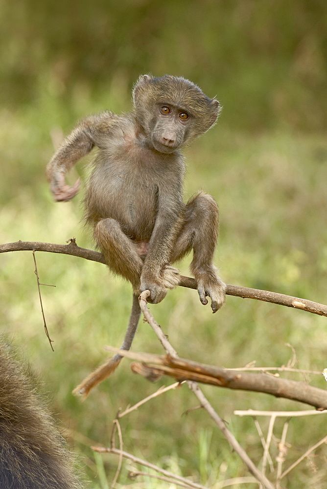 Young olive baboon (Papio cynocephalus anubis), Lake Nakuru National Park, Kenya, East Africa, Africa