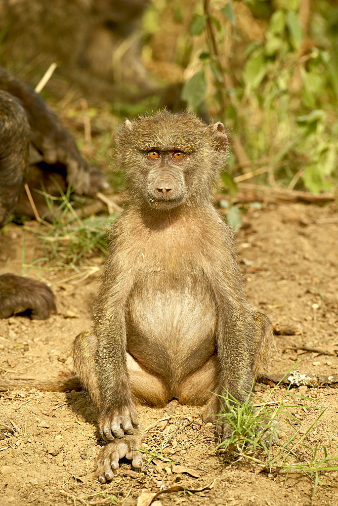 Young olive baboon (Papio cynocephalus anubis), Lake Nakuru National Park, Kenya, East Africa, Africa