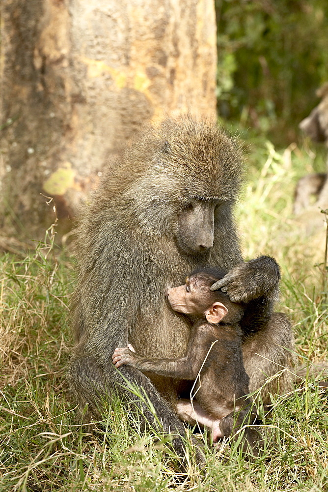 Infant olive baboon (Papio cynocephalus anubis) nursing, Lake Nakuru National Park, Kenya, East Africa, Africa