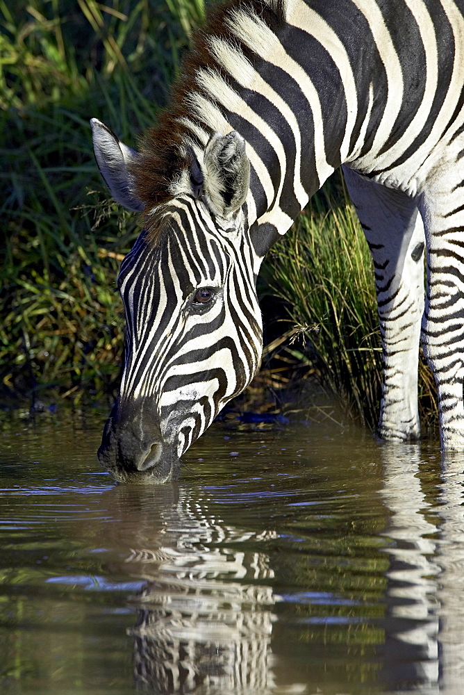 Chapman•À?s zebra (Plains Zebra) (Equus burchelli antiquorum) drinking, Pilanesberg National Park, South Africa, Africa