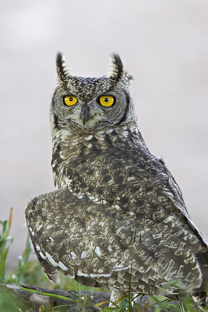 Spotted eagle owl (Bubo africanus), Kgalagadi Transfrontier Park, encompassing the former Kalahari Gemsbok National Park, South Africa, Africa