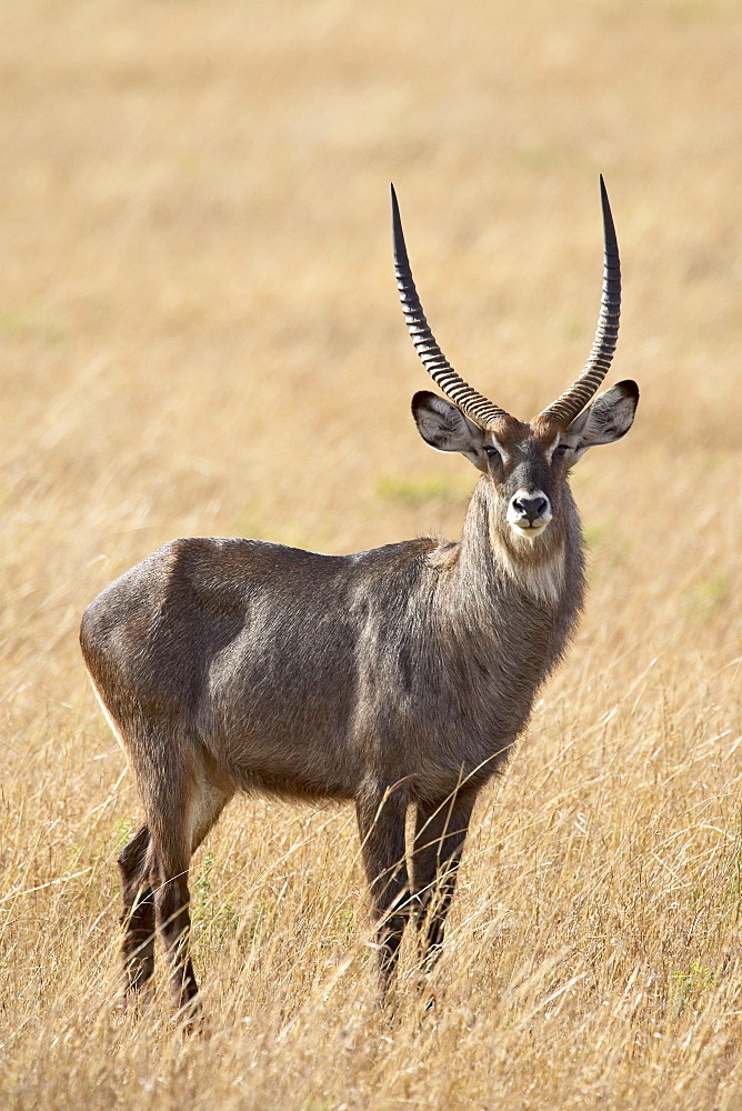 Male defassa waterbuck (Kobus ellipsiprymnus defassa), Masai Mara National Reserve, Kenya, East Africa, Africa