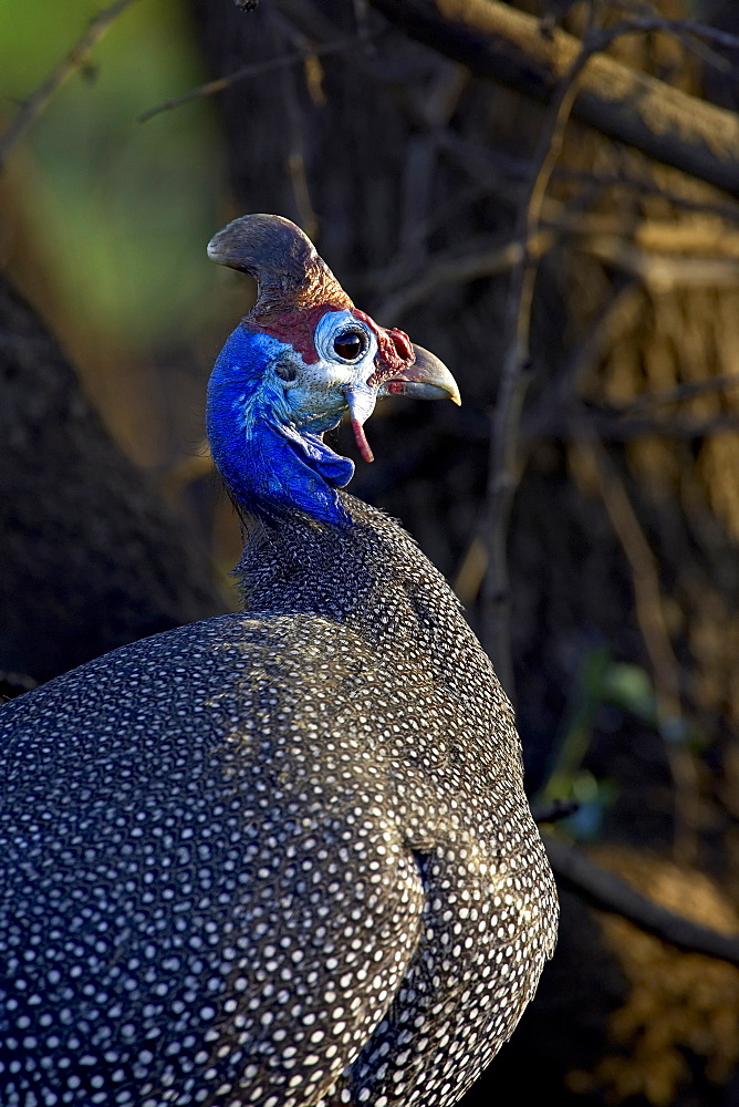 Helmeted guineafowl (Numida meleagris), Pilanesberg National Park, South Africa, Africa