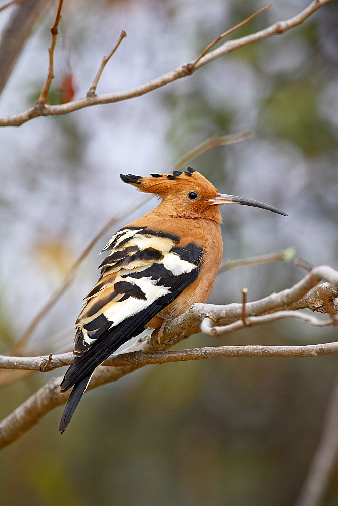 African hoopoe (Upupa africana), Kruger National Park, South Africa, Africa