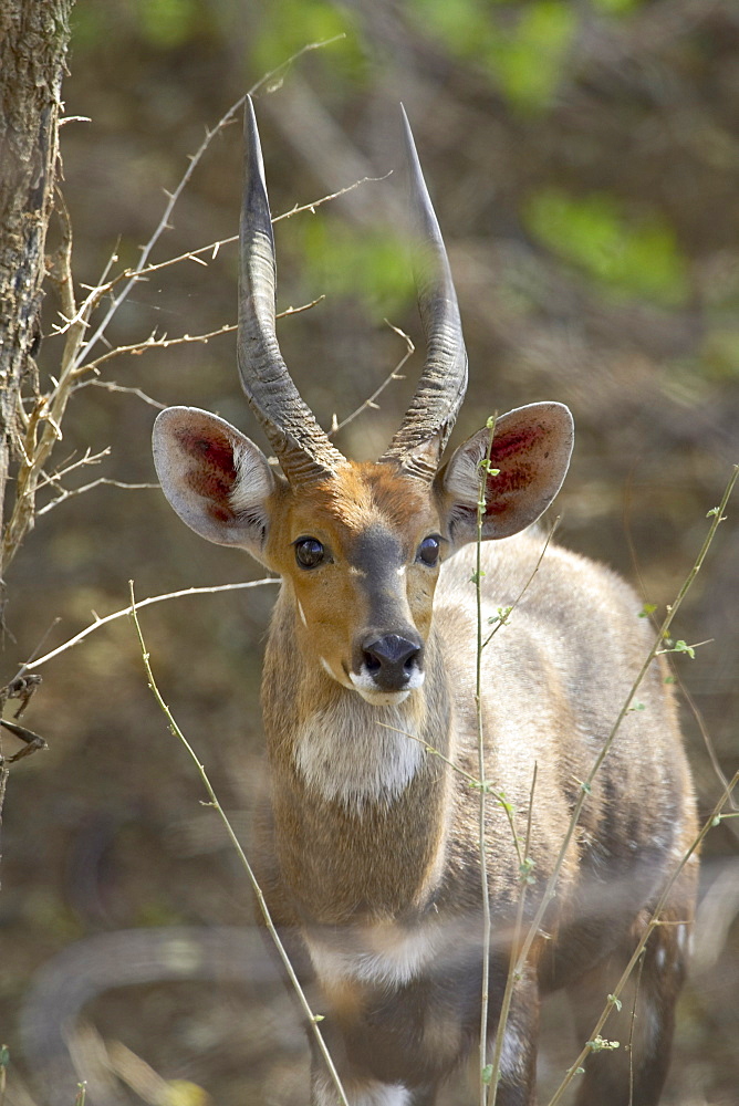 Male bushbuck (Tragelaphus scriptus), Kruger National Park, South Africa, Africa