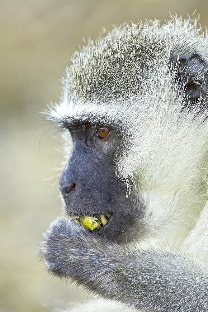 Vervet monkey (Chlorocebus aethiops), Kruger National Park, South Africa, Africa