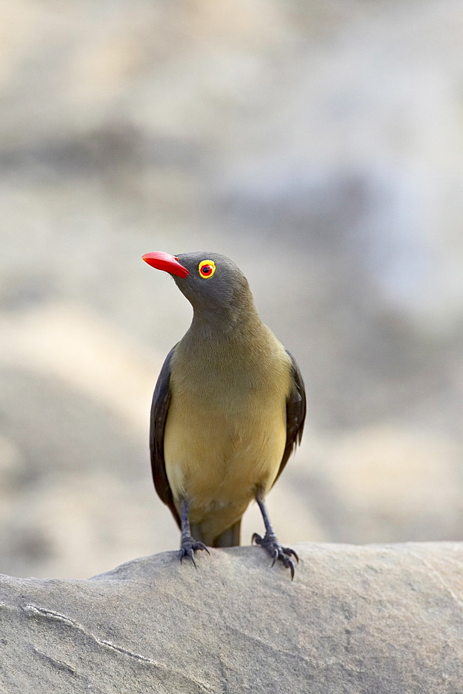 Red-billed oxpecker (Buphagus erythrorhynchus), Kruger National Park, South Africa, Africa