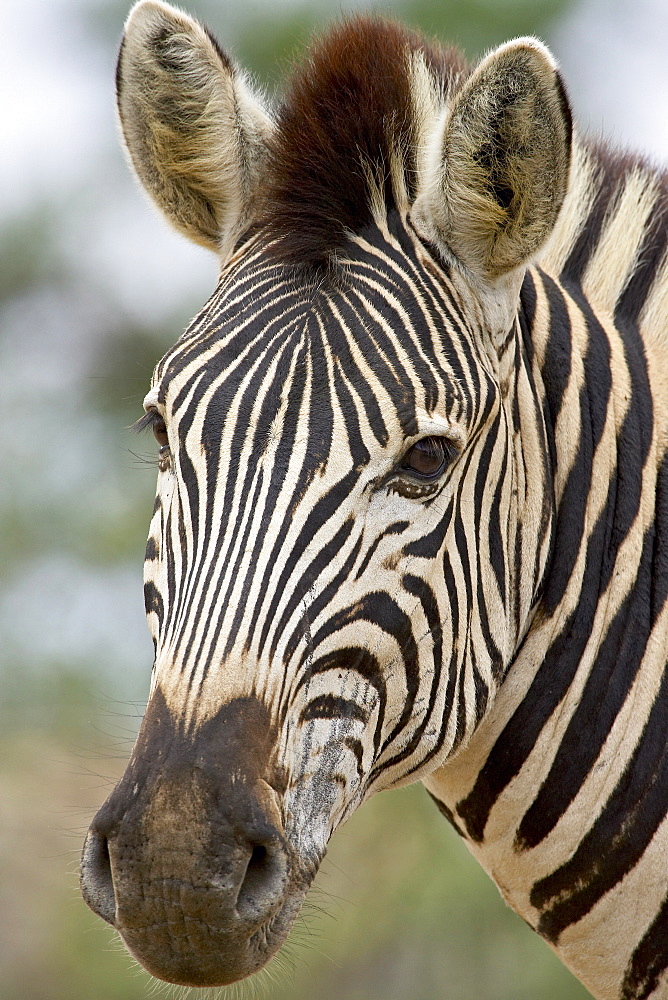 Chapman•À?s zebra (plains zebra) (Equus burchelli antiquorum), Hluhluwe Game Reserve, South Africa, Africa