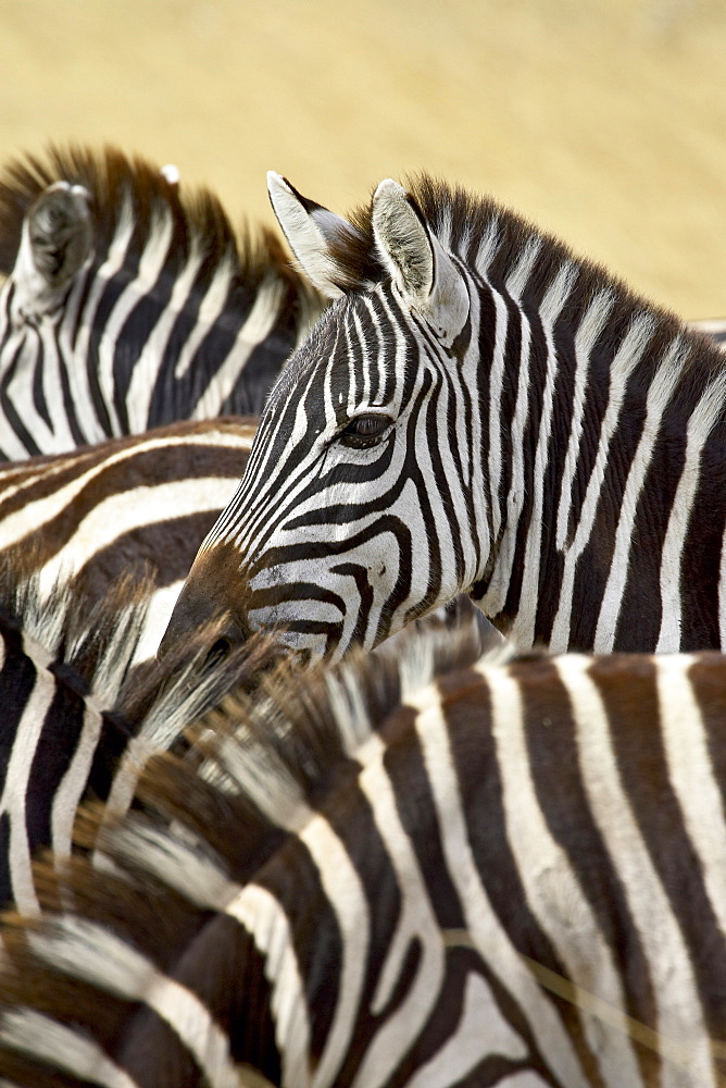 Common zebra or Burchell's zebra (Equus burchelli), Masai Mara National Reserve, Kenya, East Africa, Africa