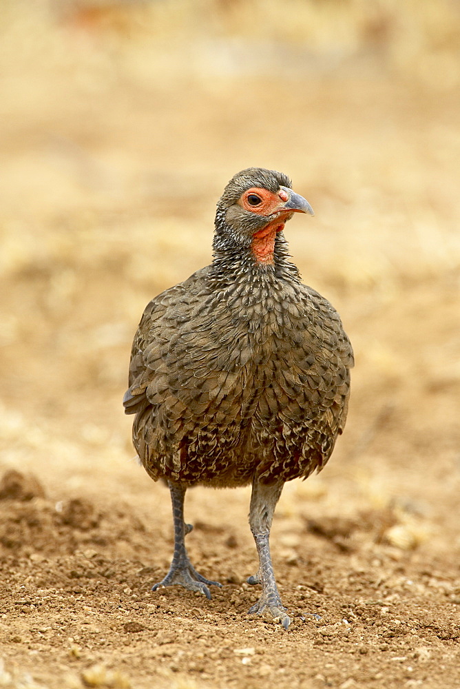 Swainson's francolin or spurfowl (Pternistes swainsonii), Kruger National Park, South Africa, Africa