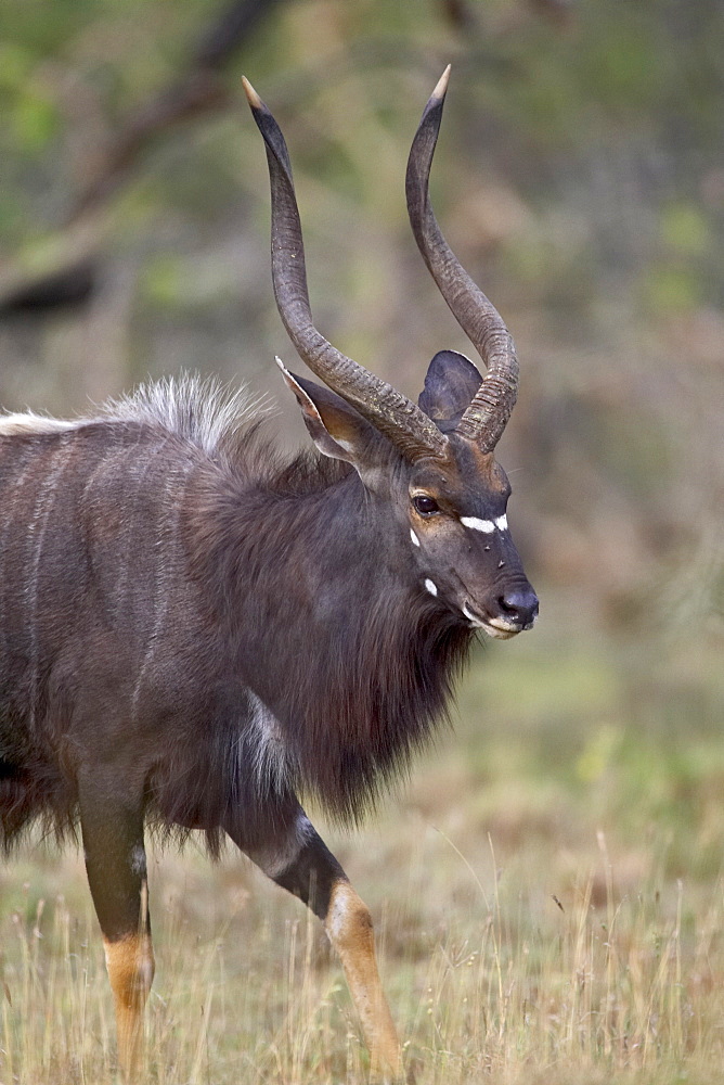 Male nyala (Tragelaphus angasii), Imfolozi Game Reserve, South Africa, Africa