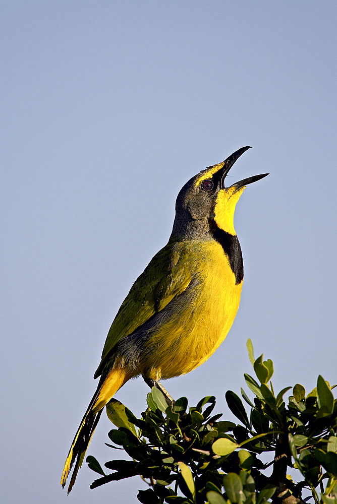 Bokmakierie (Telophorus zeylonus) singing, Addo Elephant National Park, South Africa, Africa