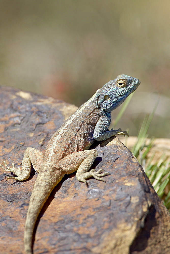 Southern rock agama (Agama atra atra), Mountain Zebra National Park, South Africa, Africa