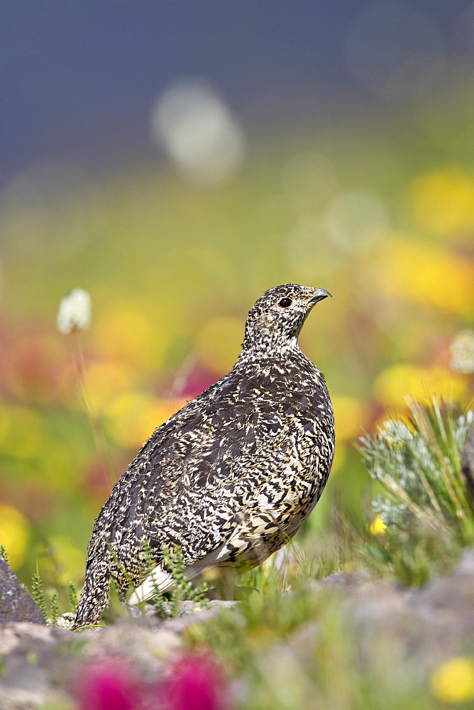 White-tailed Ptarmigan (Lagopus leucurus) among wildflowers, Mineral Basin, San Juan National Forest, Colorado, United States of America, North America