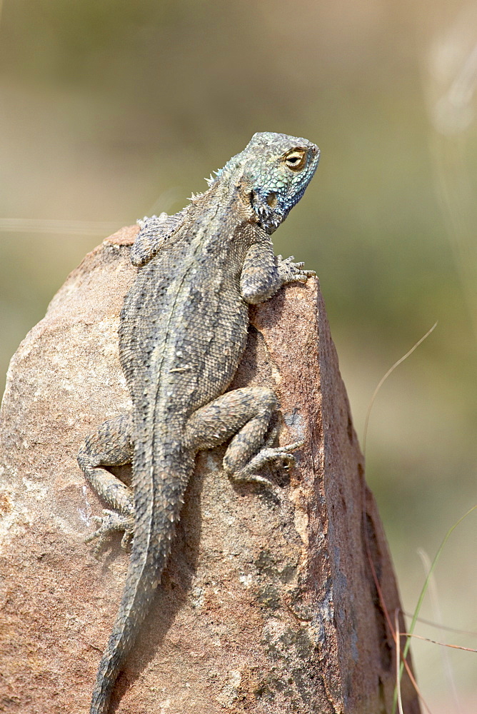 Southern rock agama (Agama atra atra), Mountain Zebra National Park, South Africa, Africa