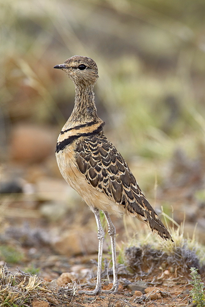 Double-banded courser (Rhinoptilus africanus), Karoo National Park, South Africa, Africa