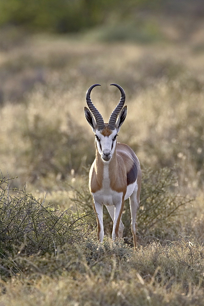 Male Springbok (Antidorcas marsupialis), Karoo National Park, South Africa, Africa