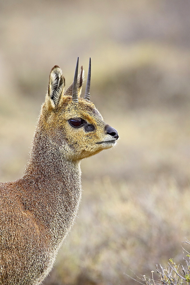 Male klipspringer (Oreotragus oreotragus), Karoo National Park, South Africa, Africa