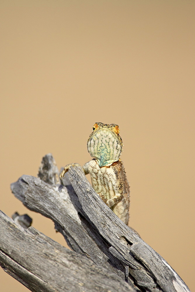 Ground agama (Agama aculeata aculeata), Kgalagadi Transfrontier Park, encompassing the former Kalahari Gemsbok National Park, South Africa, Africa