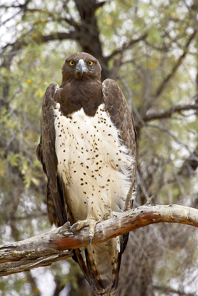 Martial eagle (Polemaetus bellicosus), Kgalagadi Transfrontier Park, encompassing the former Kalahari Gemsbok National Park, South Africa, Africa