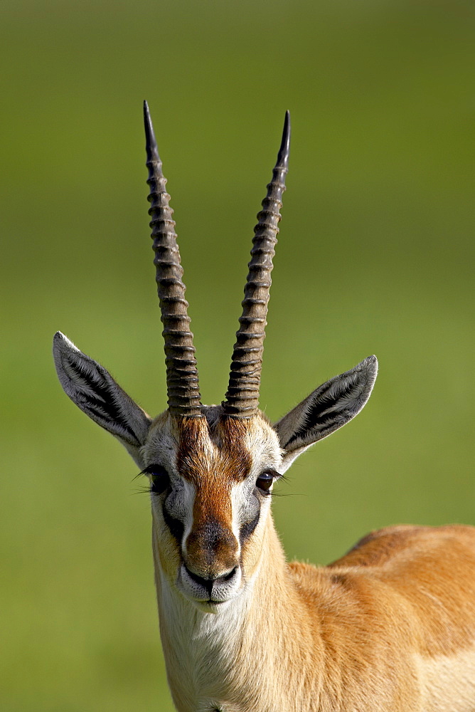 Male Thomson's gazelle (Gazella thomsonii), Ngorongoro Crater, Ngorongoro Conservation Area, Tanzania, East Africa, Africa