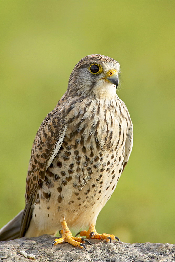 Female common kestrel (Falco tinnunculus), Serengeti National Park, Tanzania, East Africa, Africa