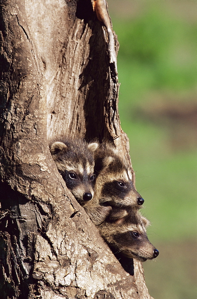 Raccoons (Racoons) (Procyon lotor), 41 day old young in captivity, Sandstone, Minnesota, United States of America, North America