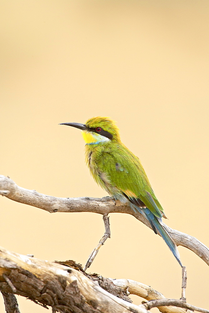 Swallow-tailed bee-eater (Merops hirundineus), Kgalagadi Transfrontier Park, encompassing the former Kalahari Gemsbok National Park, South Africa, Africa