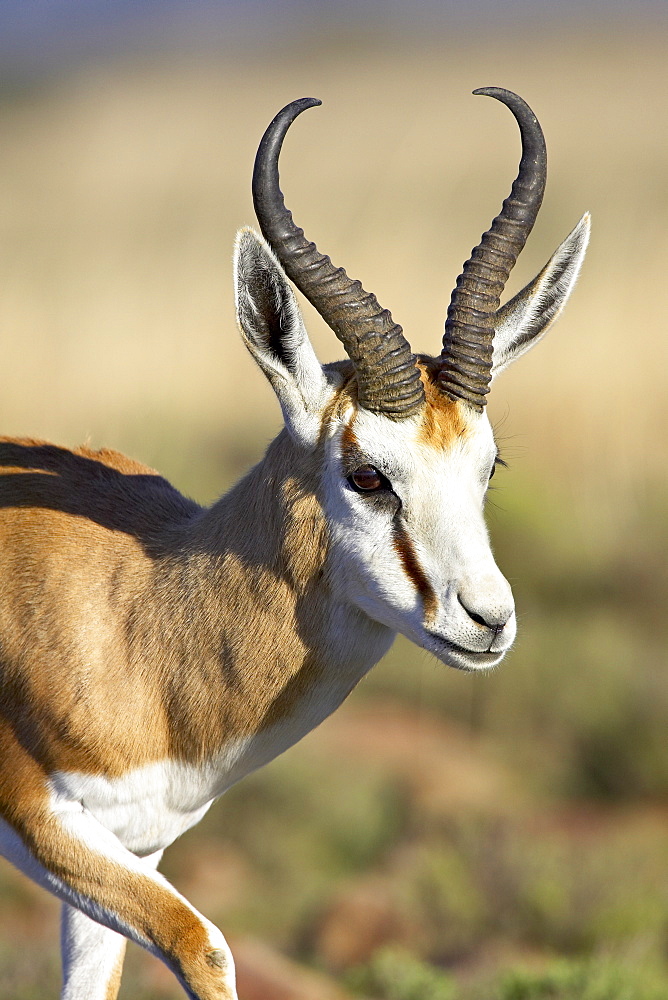 Male springbok (Antidorcas marsupialis), Mountain Zebra National Park, South Africa, Africa